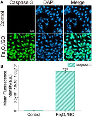 Cytotoxicity Effect of Iron Oxide (Fe3O4)/Graphene Oxide (GO) Nanosheets in Cultured HBE Cells